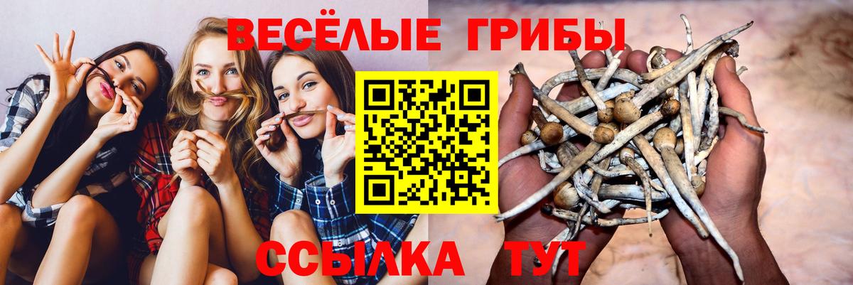 Галлюциногенные грибы мухоморы Артёмовский